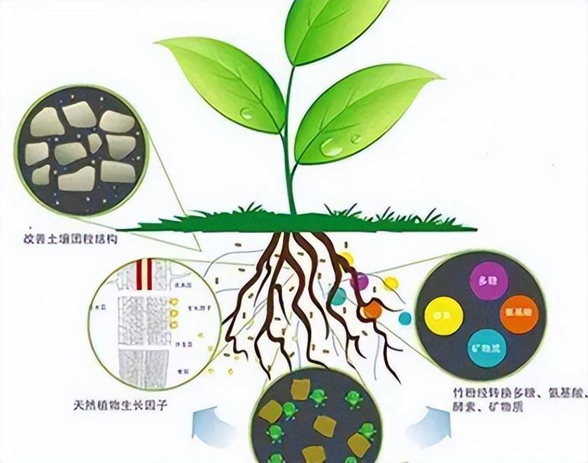 辐射植物防绿色的措施_绿色植物防辐射_辐射植物防绿色吗