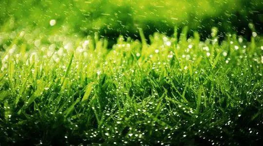吸收甲醛效果最好的10种绿植，居然是它！