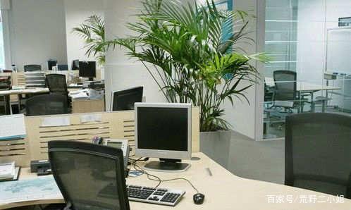 用绿植装扮办公室，安静的效果好养好！