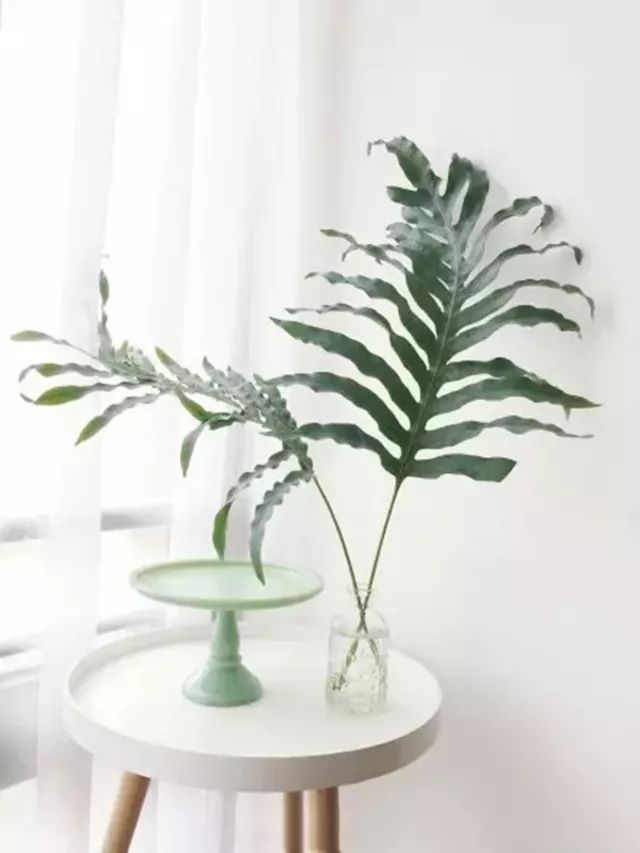餐桌上摆放绿植的风水禁忌_餐桌上摆放什么绿色植物最好_餐桌上摆放的绿色植物