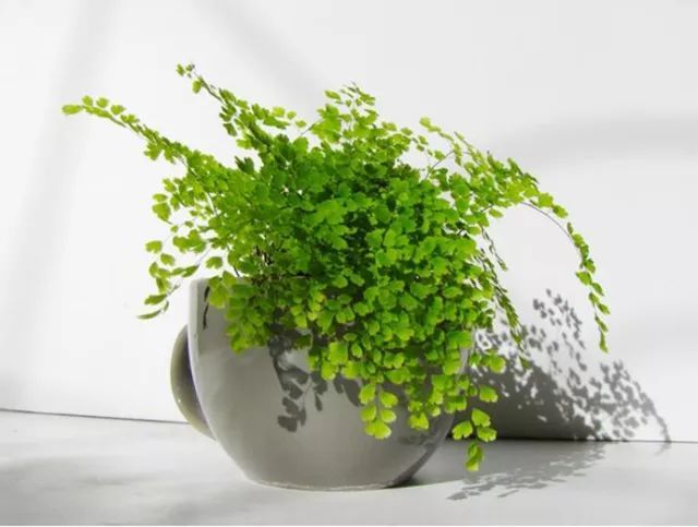餐桌上摆放什么绿色植物最好_餐桌上摆放绿植的风水禁忌_餐桌上摆放的绿色植物