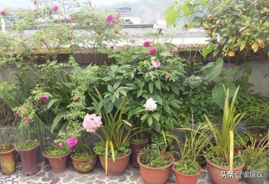 阳台装修适合放什么绿植花卉？阳台适合摆放什么样的花卉