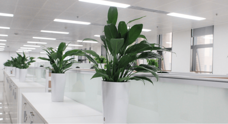 办公室植物推荐_办公室植物摆放位置_植物办公室