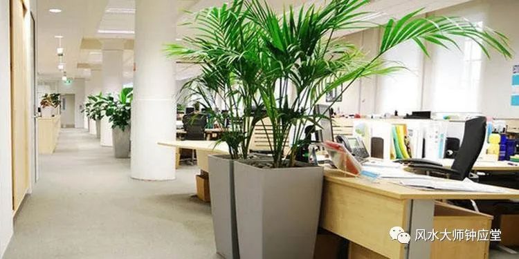办公室绿色植物名称_办公室植物绿色名称是什么_办公室植物绿色名称大全