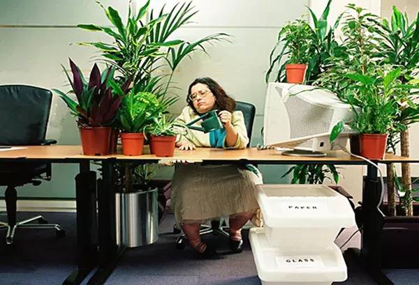 办公室绿色植物名称_办公室绿色植物大全_办公室植物绿色名称大全