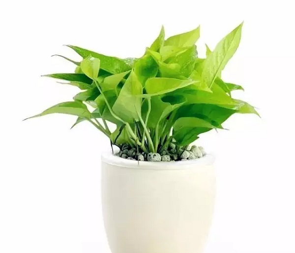 适合办公室养的植物_办公室养植物适合养什么花_办公室适合养的植物排名