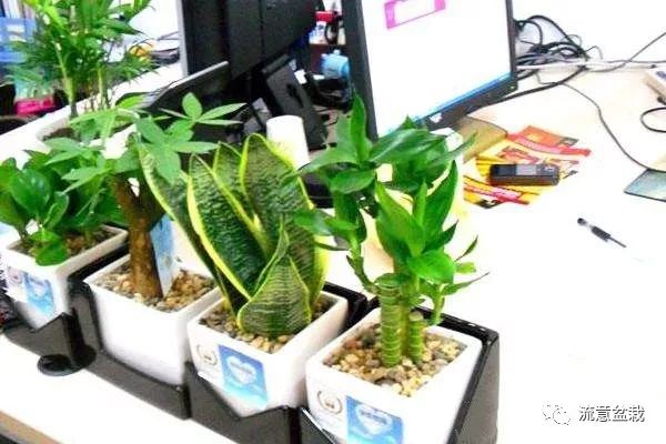 办公室盆景植物有哪些_办公室盆栽名称_办公室大盆景植物名称