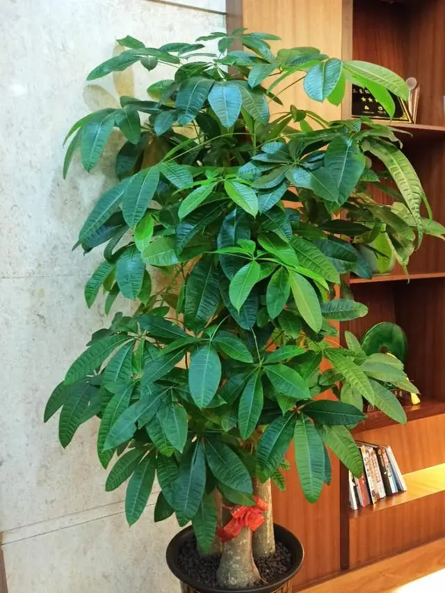 办公室养植物适合放什么花_办公室适合养的植物排名_适合办公室养的植物