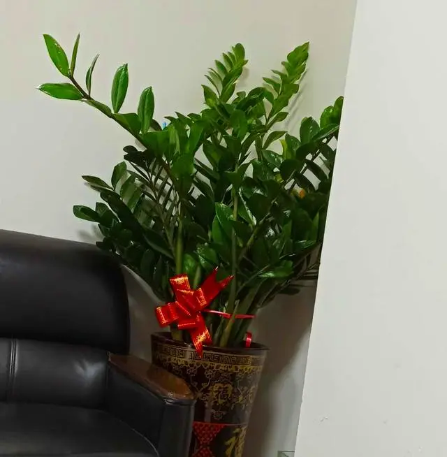 办公室适合养的植物排名_适合办公室养的植物_办公室养植物适合放什么花