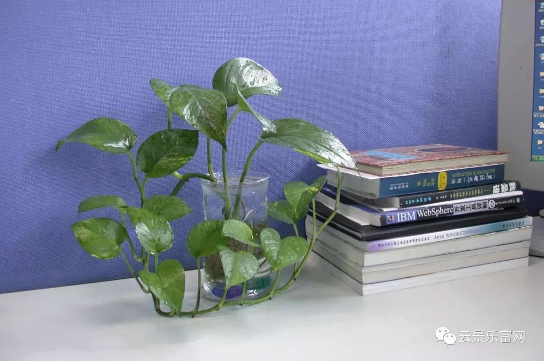办公室植物 有很多叶子_办公室植物叶子发黄_办公室绿植叶子细长