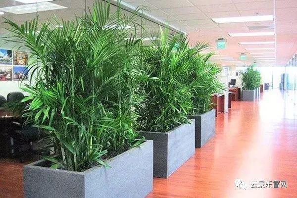 办公室绿植叶子细长_办公室植物 有很多叶子_办公室植物叶子发黄