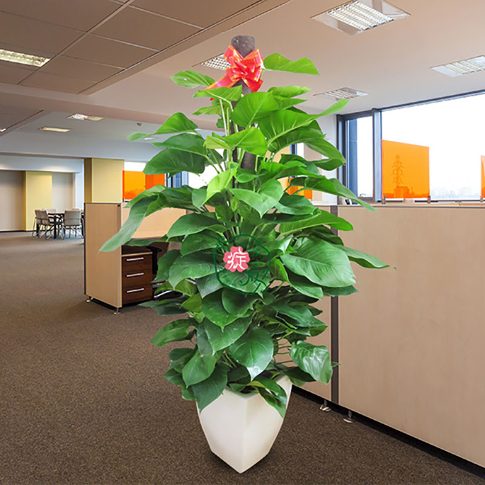 办公室里叶子很大的植物_办公室植物 有很多叶子_办公室绿植叶子细长