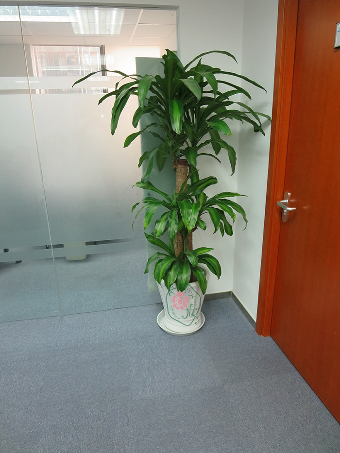办公室植物 有很多叶子_办公室里叶子很大的植物_办公室绿植叶子细长