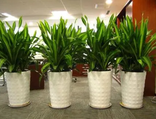 办公室风水植物能为人们带来好运的好运吗？