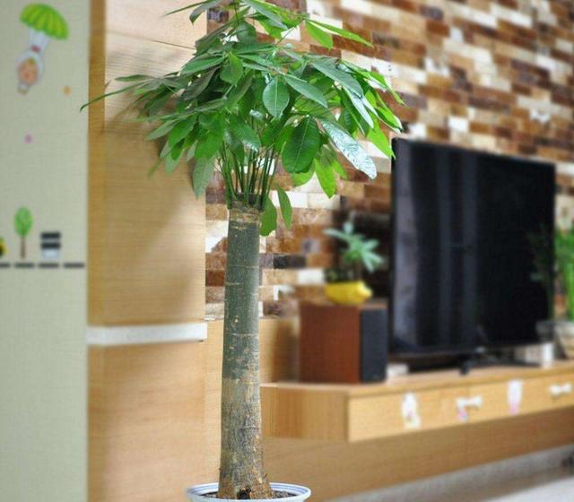 客厅摆放的绿色植物_客厅植物摆放风水_客厅摆放植物绿色植物