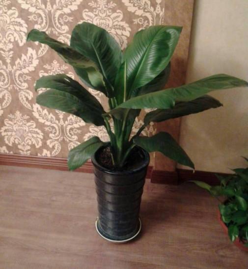 客厅摆放植物绿色植物_客厅摆放的绿色植物_客厅植物摆放风水