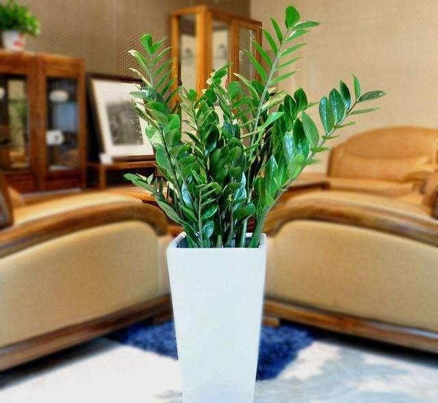 客厅植物摆放风水_客厅摆放的绿色植物_客厅摆放植物绿色植物