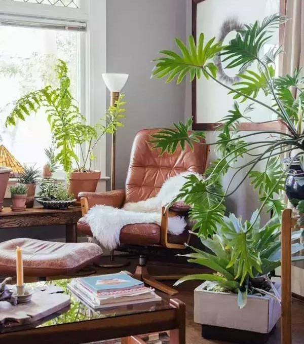 客厅摆放的绿色植物_客厅摆放植物绿色植物_客厅植物摆放风水