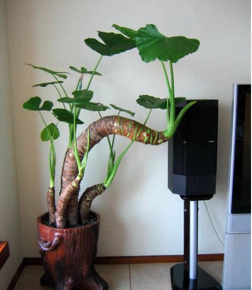 客厅摆放植物绿色植物_客厅植物摆放风水_客厅摆放的绿色植物