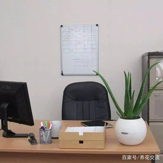 办公室低光照条件量身定做植物的15种植物