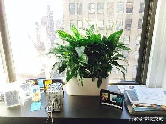 办公绿植适合放在卧室吗_办公适合放的绿植_办公室适合放绿植吗
